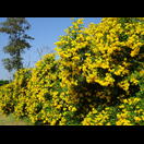 Diese Büsche sehen wir relativ häufig